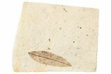 Fossil Leaf - France #254290-1